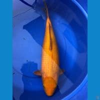 Jumbo red karashi 50bu