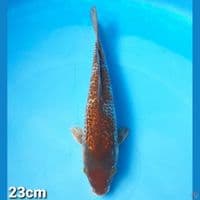 OCHIBA GINDRIN 23cm (FEMALE)