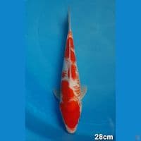 RARE KANOKO KOHAKU 28cm (MALE)