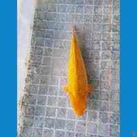 Karamel fuull ginrin 30cm male SQ