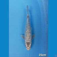 KAWARI ARAGOKE GINDRIN 25CM(MALE)