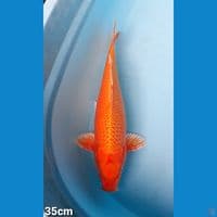 ORENJI 35CM(FEMALE)
