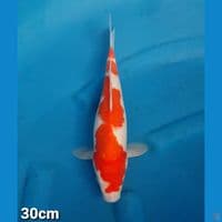 KOHAKU 30CM (FEMALE)