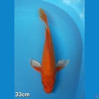 ORENJI 33CM(FEMALE)