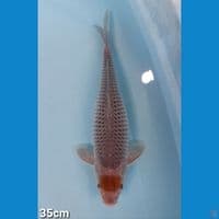 TANCHO OCHIBA 35CM(FEMALE)