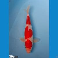 KOHAKU 30CM(FEMALE)