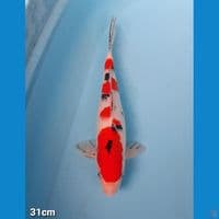 SANKE 31CM(FEMALE)