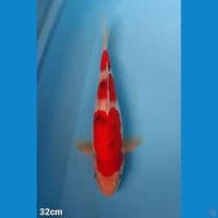SANKE 32CM (FEMALE)