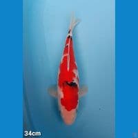 SANKE 34CM (FEMALE)