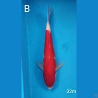 kohaku, 32cm male