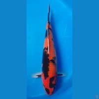 HISHOWA 37CM MALE