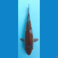 OCHIBA Gindrin 23cm (FEMALE)