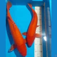 RED KARASHI 38 & 45 CM