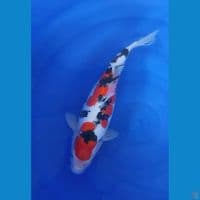 Sanke doitsu Sz 40 Cm