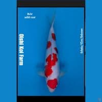 Import Kohaku 42 cm (mulut kurang simetris)