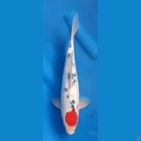 ORIGINAL TANCHO SANKE 31CM MALE
