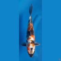 KAGESHOWA 31CM FEMALE