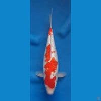 KOHAKU GINDRIN 29CM FEMALE