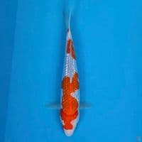 kohaku ginrin 25cm