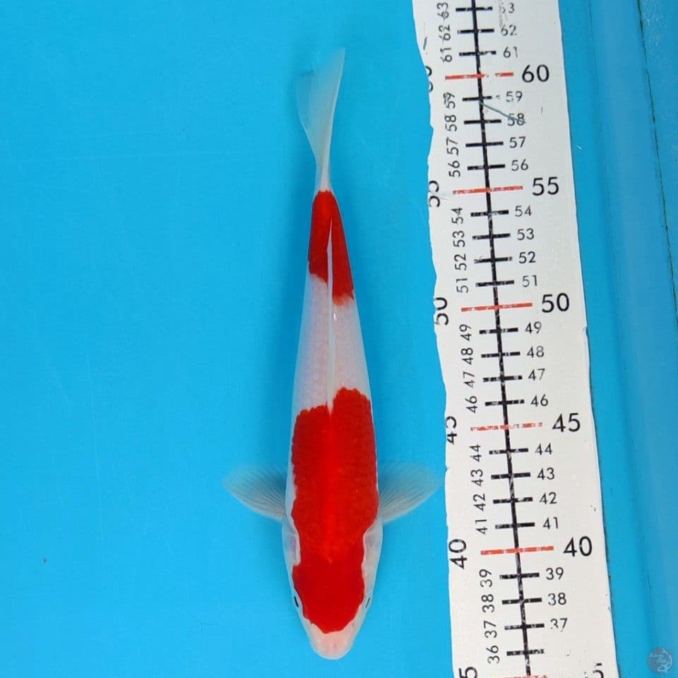 kohaku 25cm