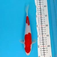 kohaku 25cm