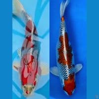 2 ekor 56 & 42 cm sepasang