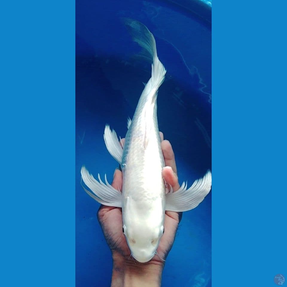 kumpay jumbo paltinum 40bu