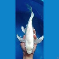 kumpay jumbo paltinum 40bu
