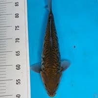 CHAGOI ARAGOKE 35 CM