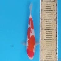 Kohaku Inazuma ~27 F