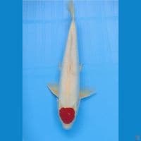 Tancho kohaku orie jantan 45cm