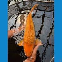 caramel gindrin 50 cm male bread khusnul