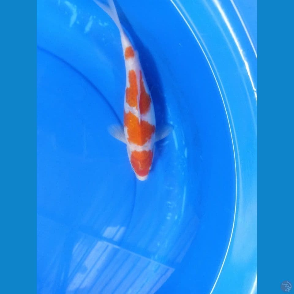 kohaku step 4