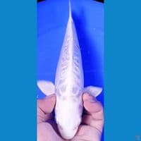 PLATINUM DOITSU 26CM MALE