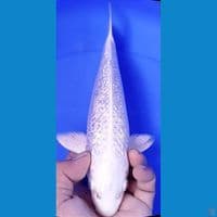 platinum kingirin 29cm male