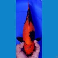 UTSURI 33CM