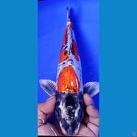 KIKI 35CM MALE