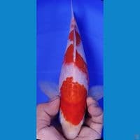 KOHAKU 29CM MALE
