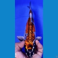 KIKOKURYU  27cm