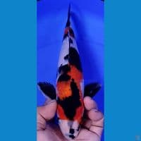 SHOWA 28CM male