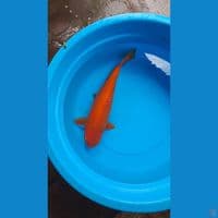 karamel