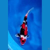 showa 40 cm