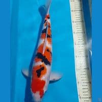 SANKE 41 CM JANTAN