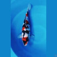 Showa 42 cm