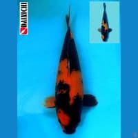 Dainichi Hi utsuri Dob 2022