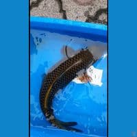 midori female 