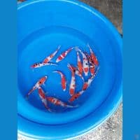 paket gosanke 15 ekor