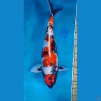 60cm kindaii showa doitsu 