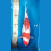AI KOROMO, 46CM FEMALE