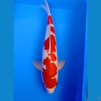 Kohaku male 50cm original 